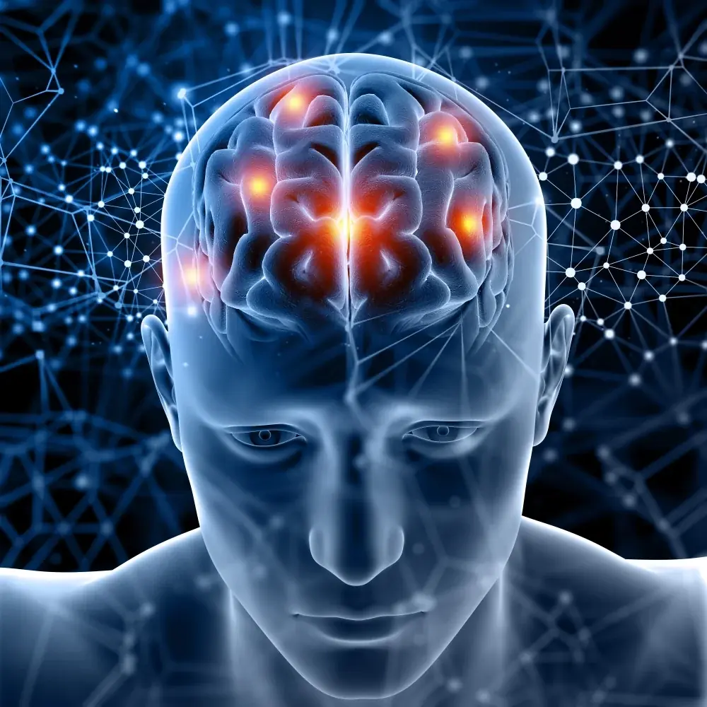Illustration of the brain, representing the cognitive focus of MemoHoney research